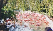 002-Flamingos at Sea World